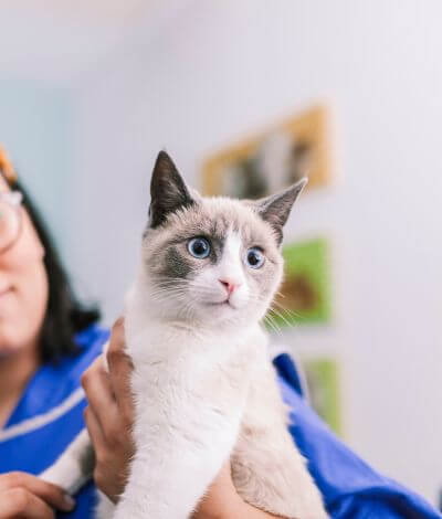 veterinarian holding a white cat