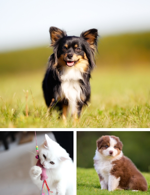 side images7 A collage featuring four images of a dog, a cat, and a playful puppy