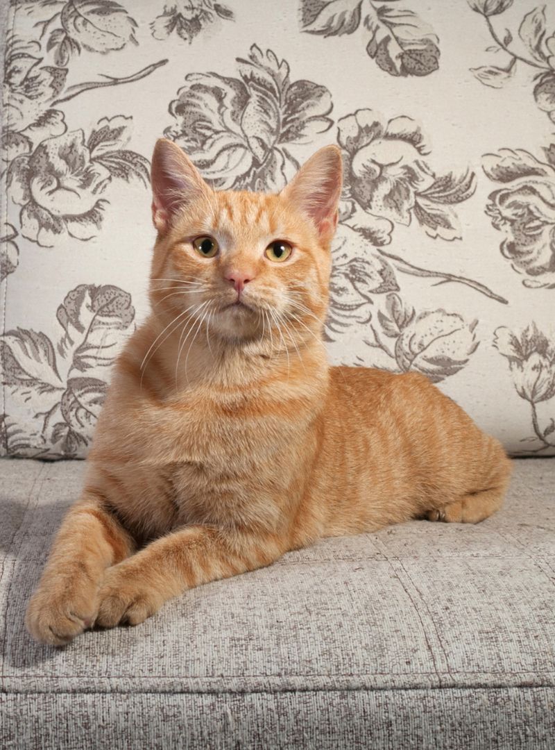 A-cat-sitting-on-a-couch