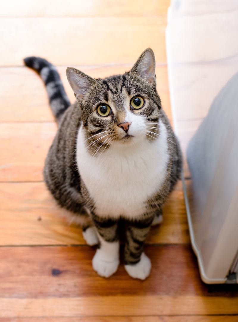 A-cat-sitting-on-the-floor