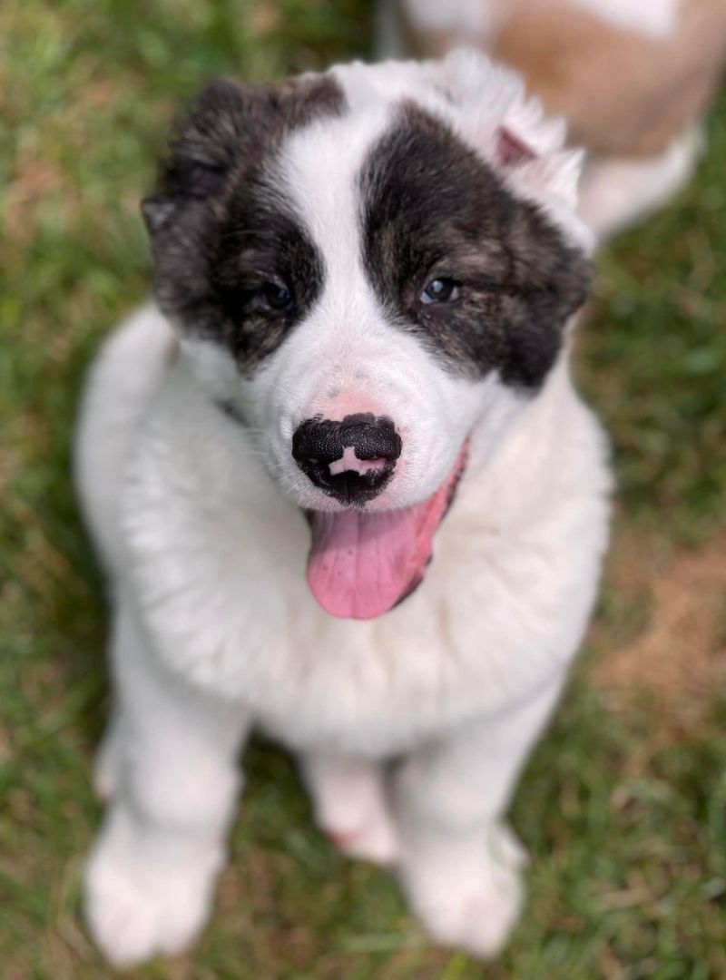A-dog-sitting-on-green-grass