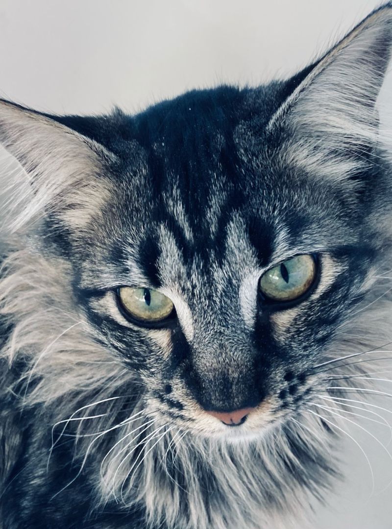 A-gray-cat-with-green-eyes